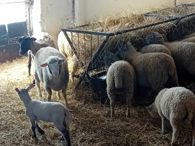 PC Mérnökiroda Kft. mezőgazdasági-, erdészeti-, élelmiszeripari-, gépészeti képzés, vadász képzés Nógrád megye
